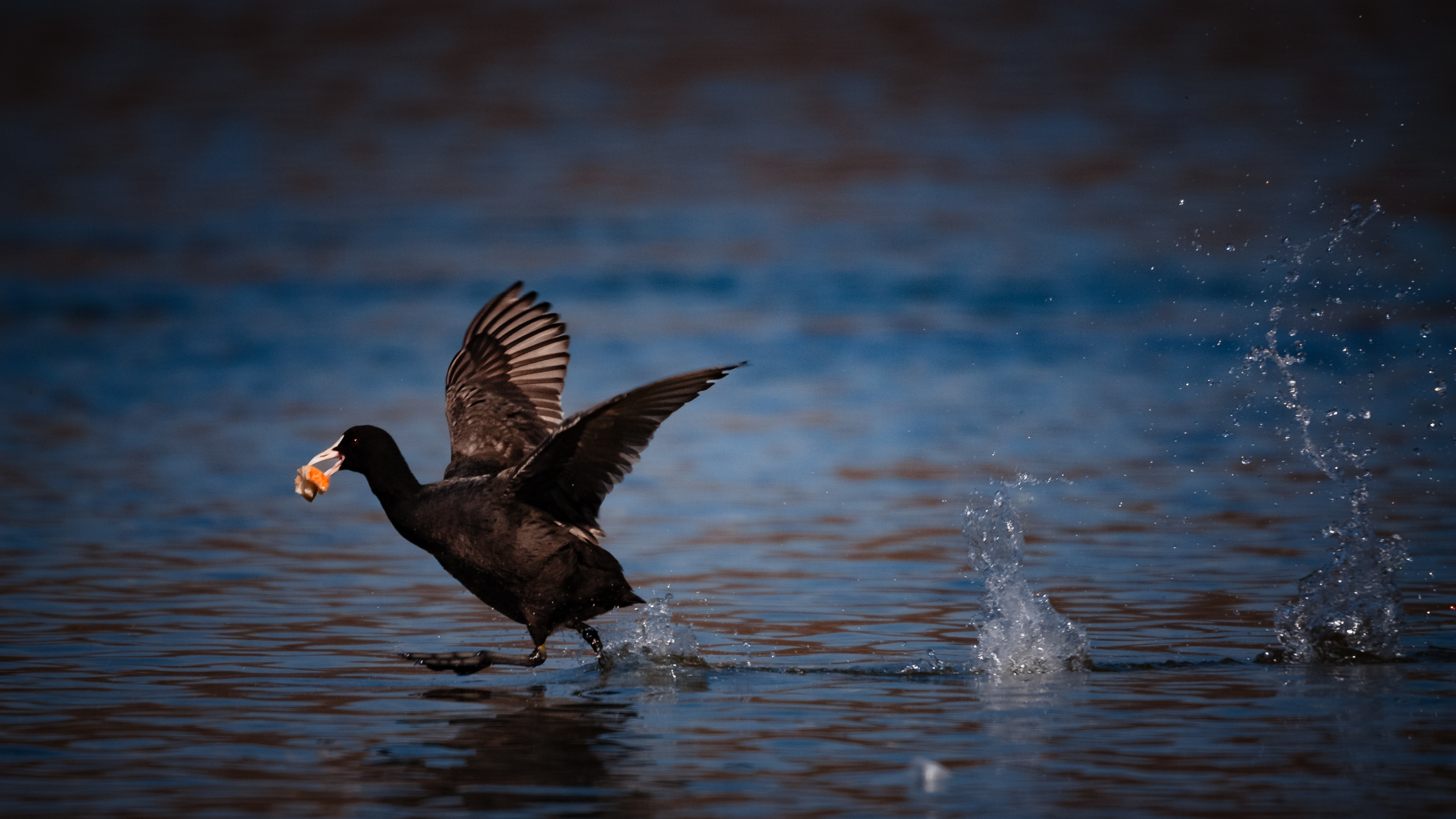 Wasservögel Thalkirchen 0794